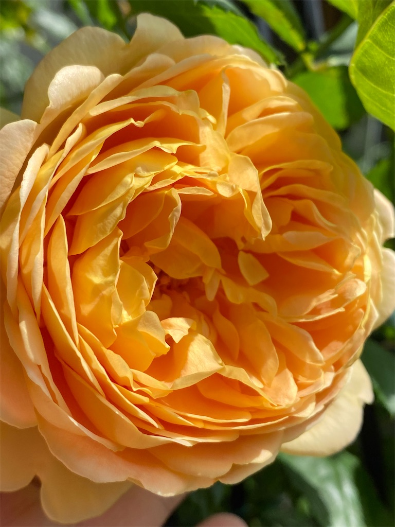 f:id:tef_rose:20200508235734j:image