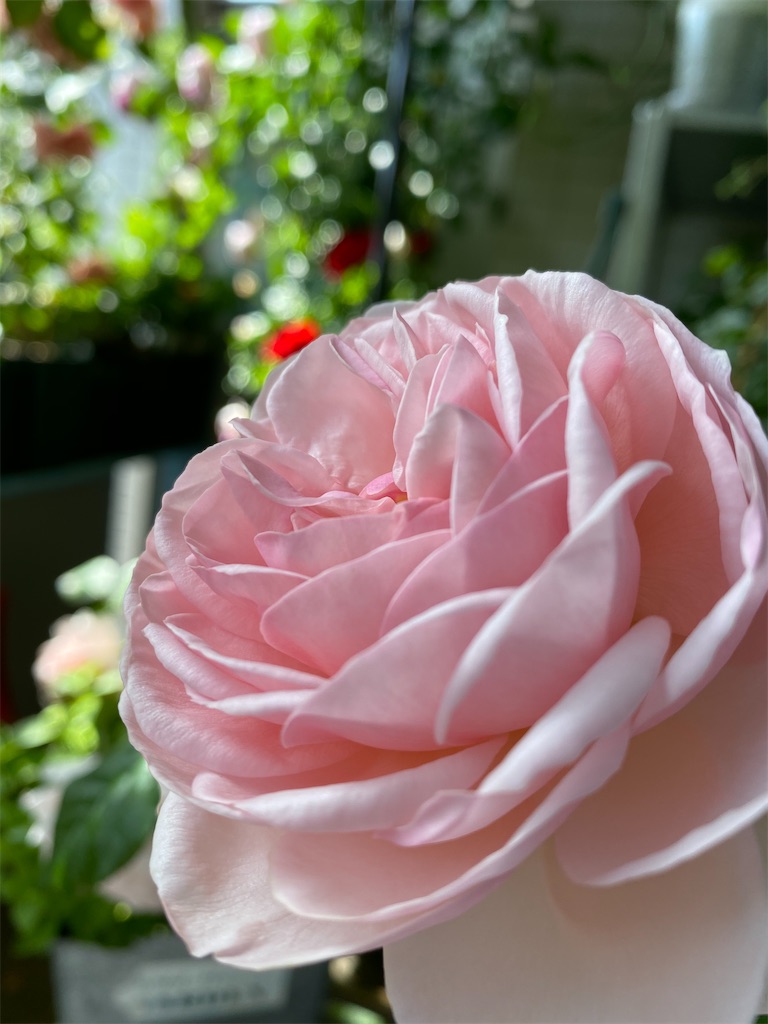 f:id:tef_rose:20200508235803j:image