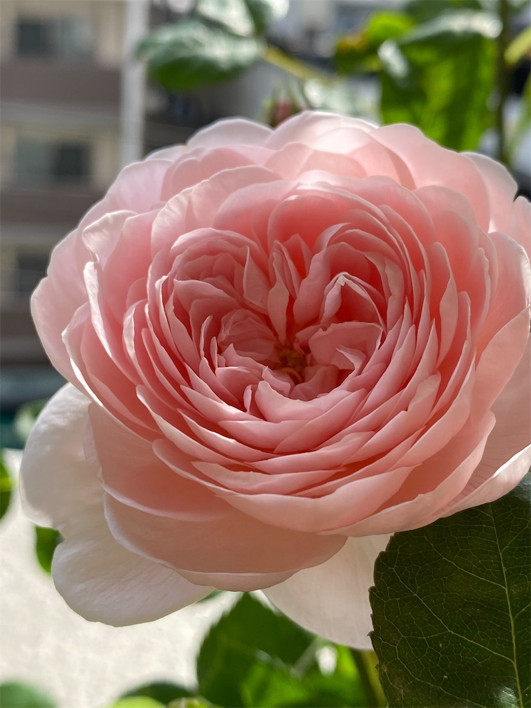 f:id:tef_rose:20200508235806j:image