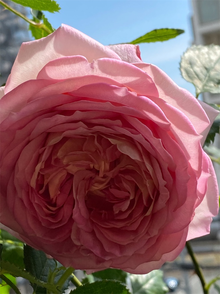 f:id:tef_rose:20200508235810j:image