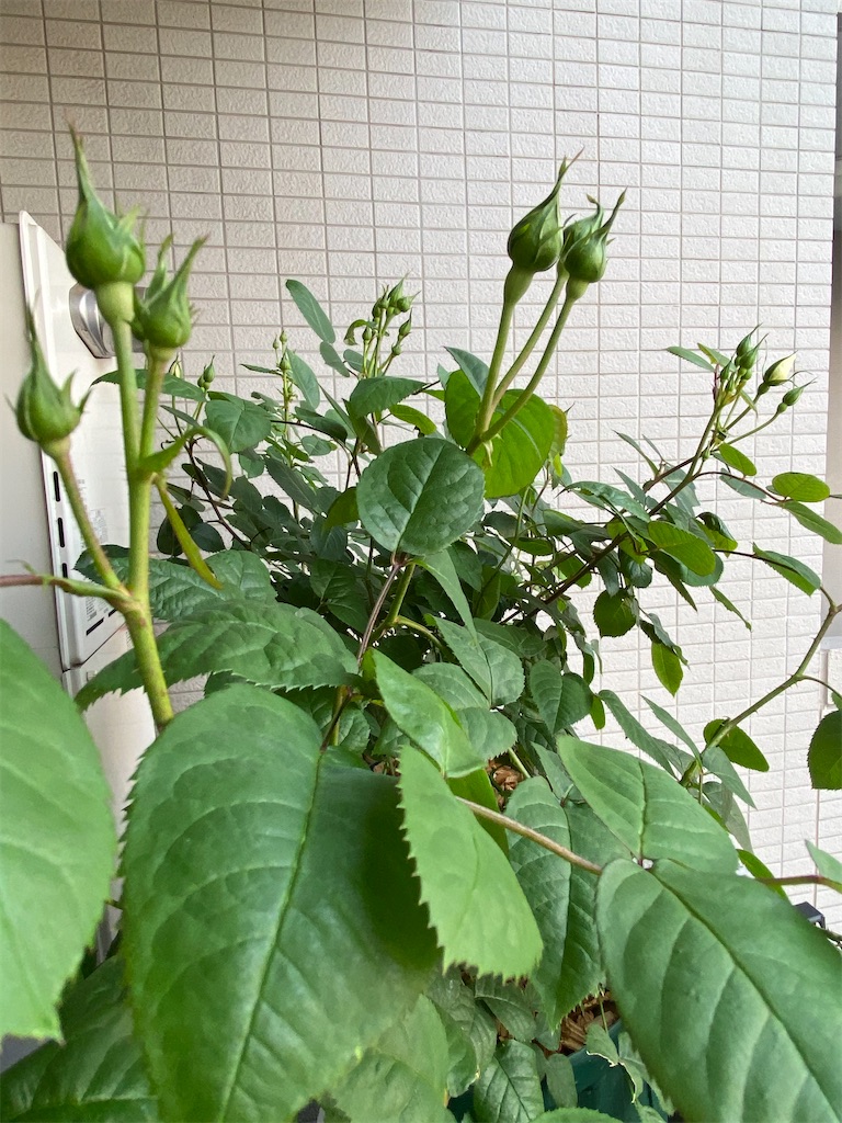 f:id:tef_rose:20200509214145j:image