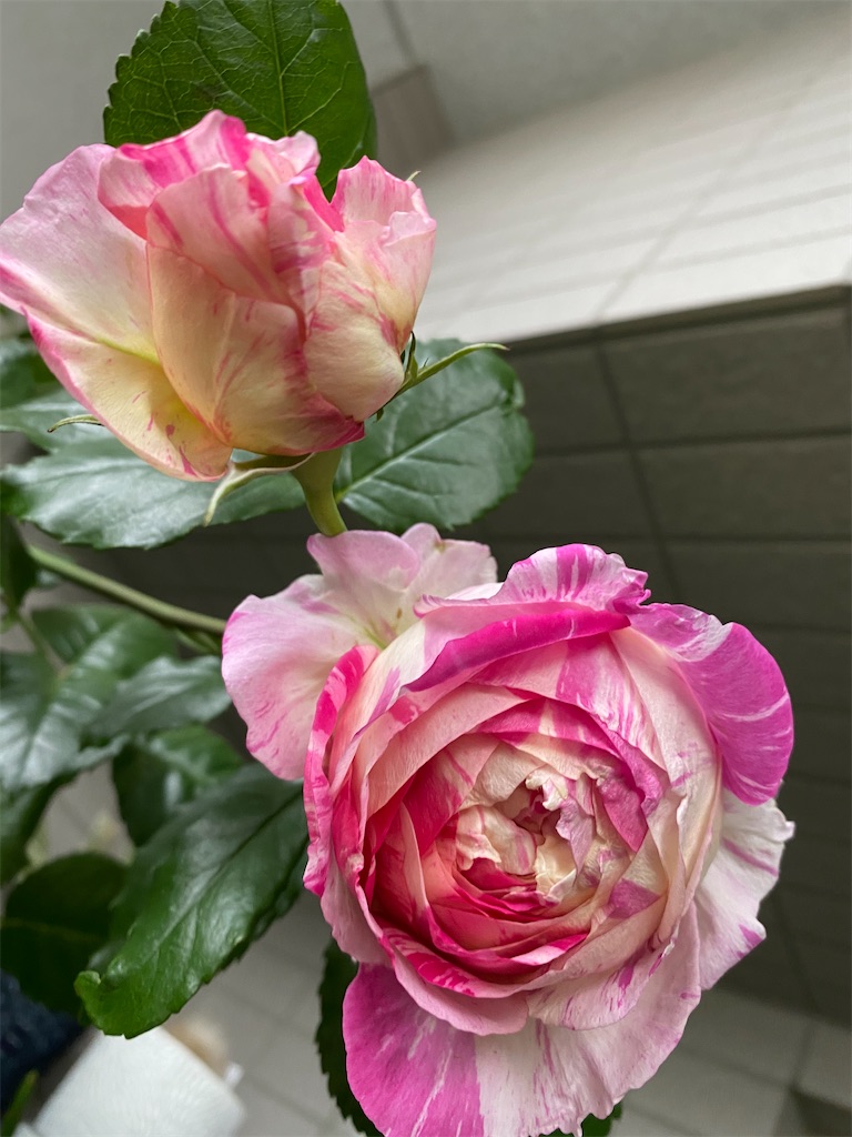 f:id:tef_rose:20200509220905j:image