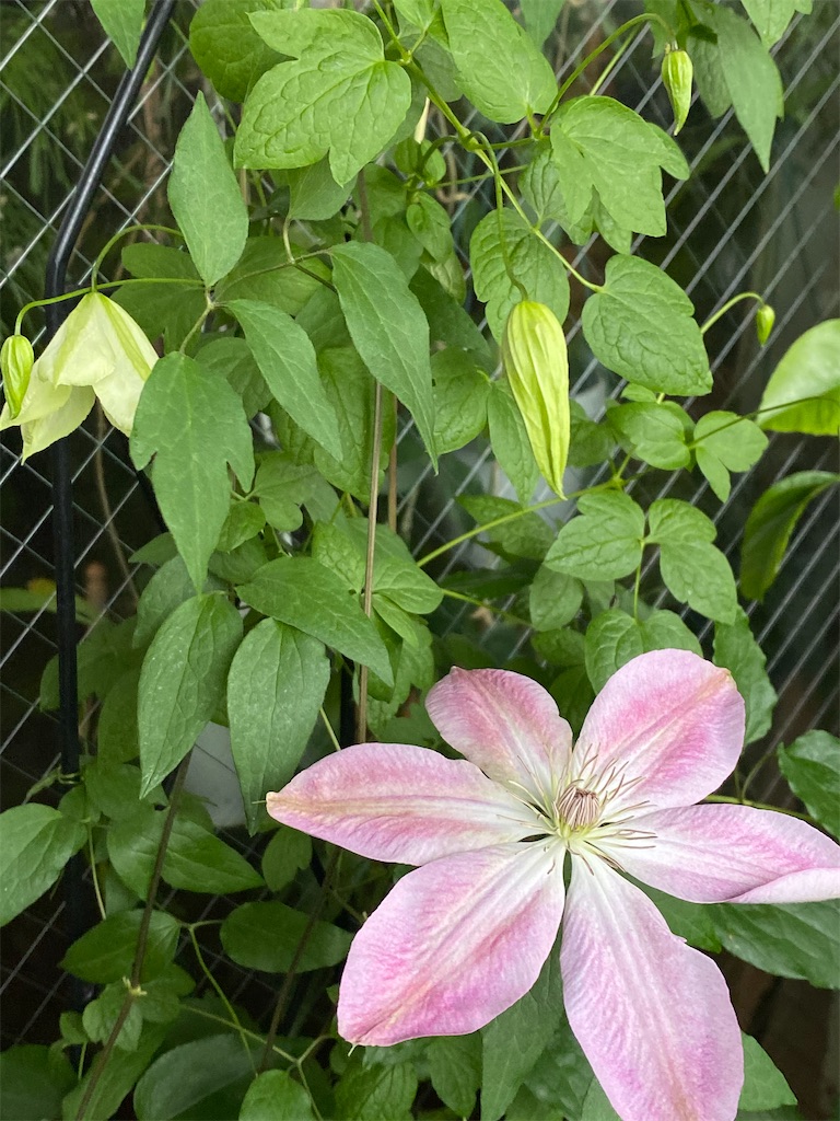 f:id:tef_rose:20200509220908j:image