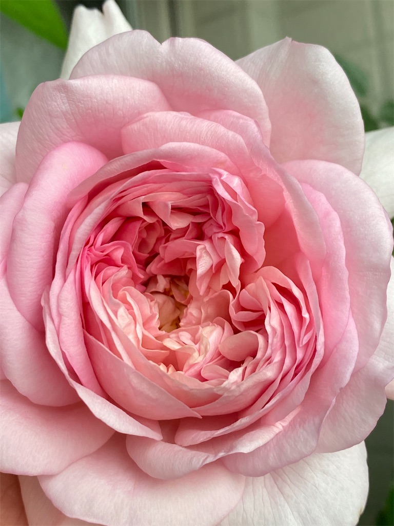 f:id:tef_rose:20200509220912j:image