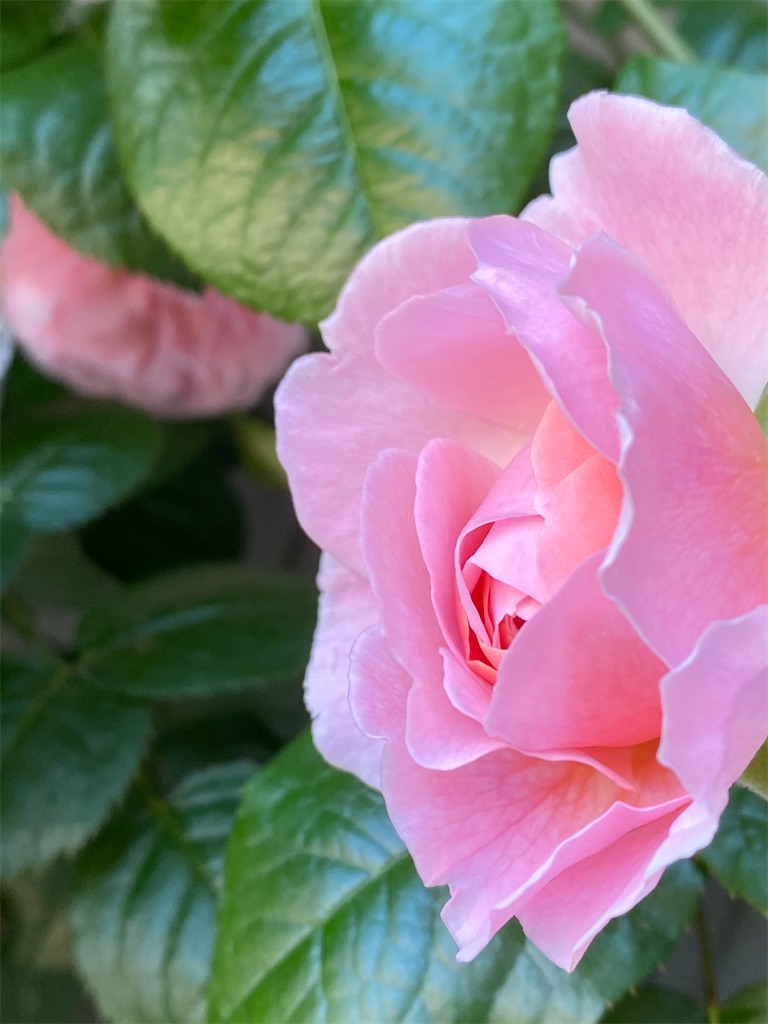 f:id:tef_rose:20200510042113j:image