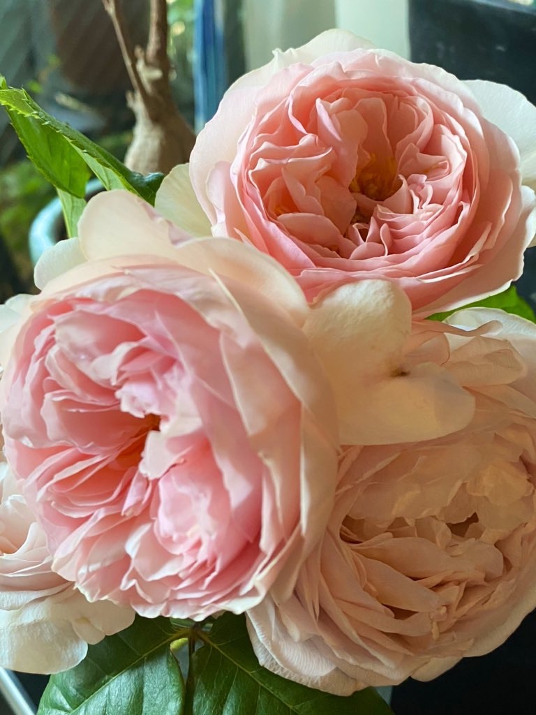 f:id:tef_rose:20200512233456j:image