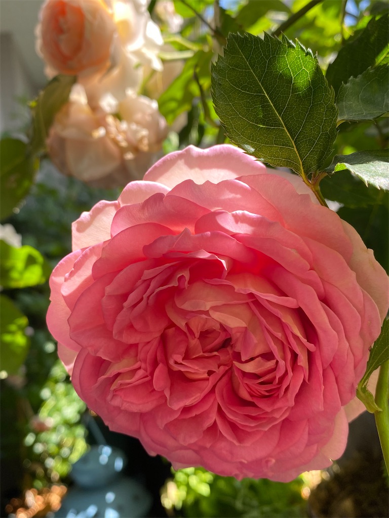 f:id:tef_rose:20200512233500j:image