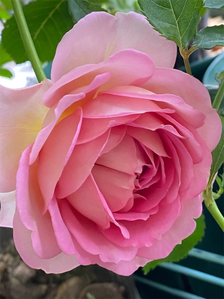 f:id:tef_rose:20200512234105j:image