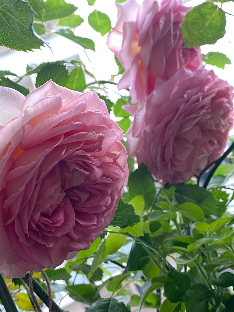 f:id:tef_rose:20200512234109j:image