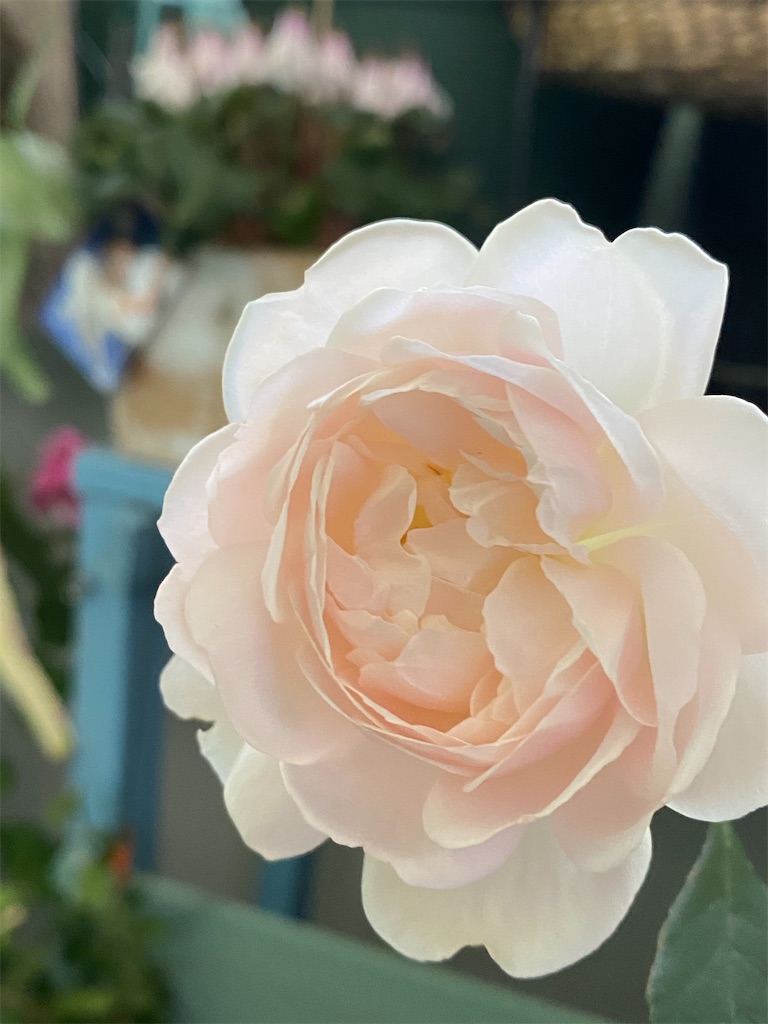 f:id:tef_rose:20200513201249j:image
