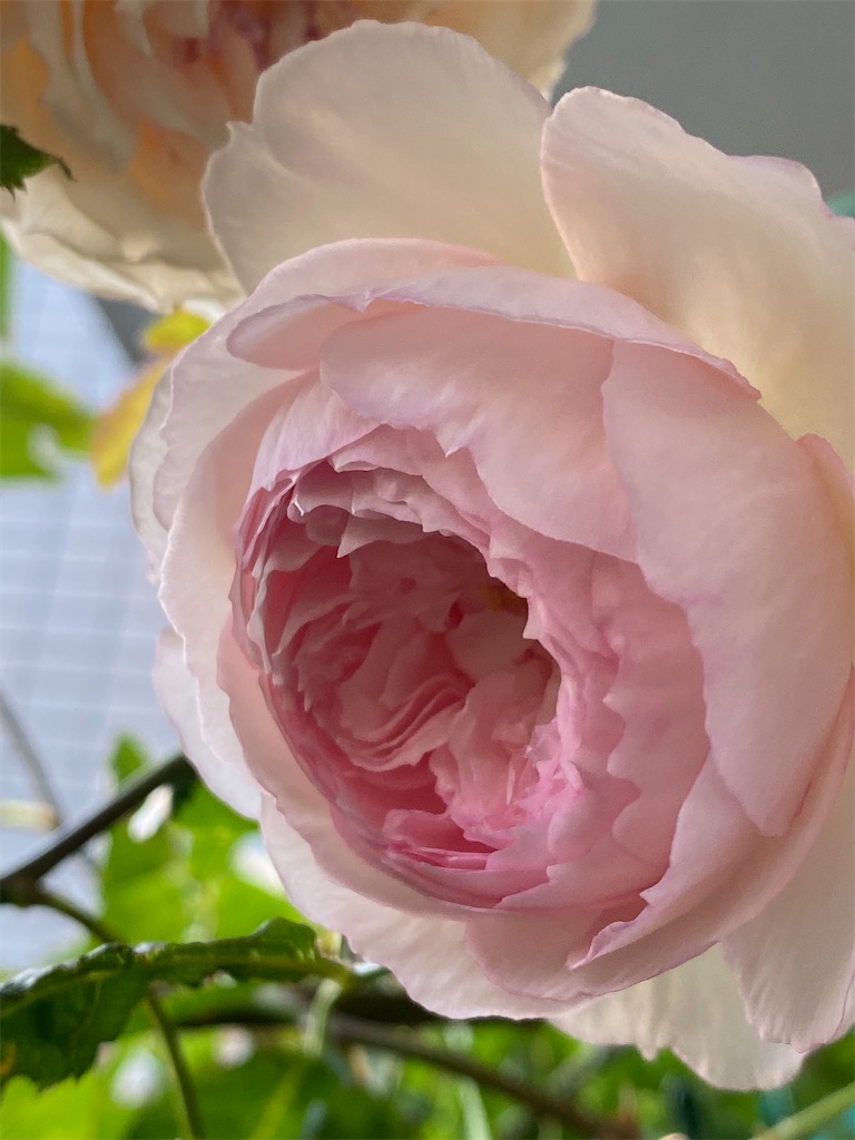 f:id:tef_rose:20200513201316j:image