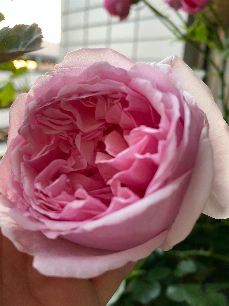 f:id:tef_rose:20200513201324j:image