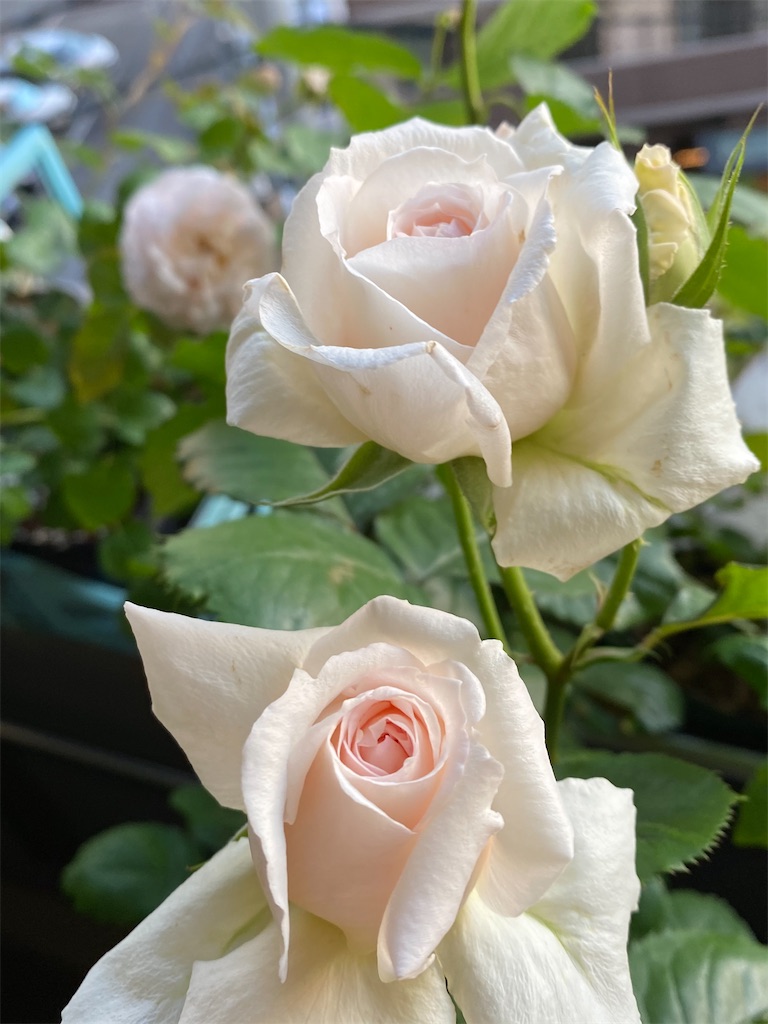 f:id:tef_rose:20200514022345j:image