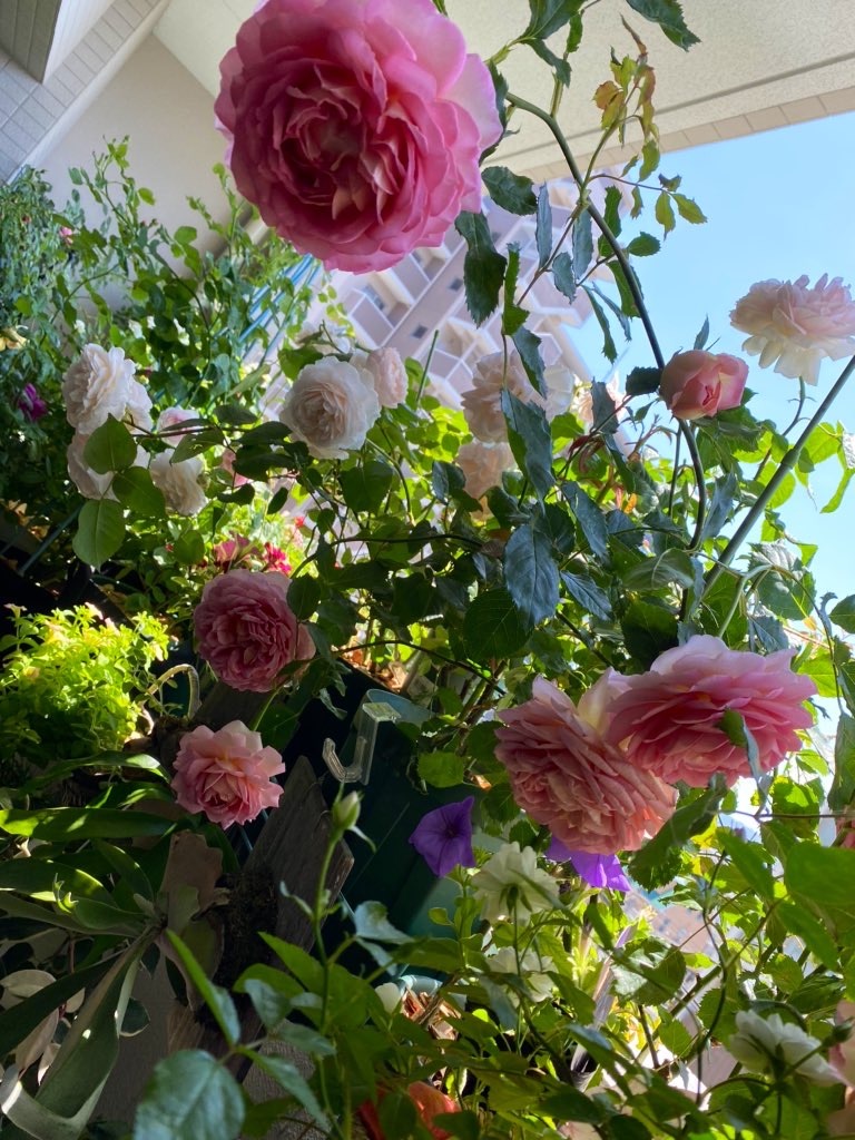 f:id:tef_rose:20200515044242j:image