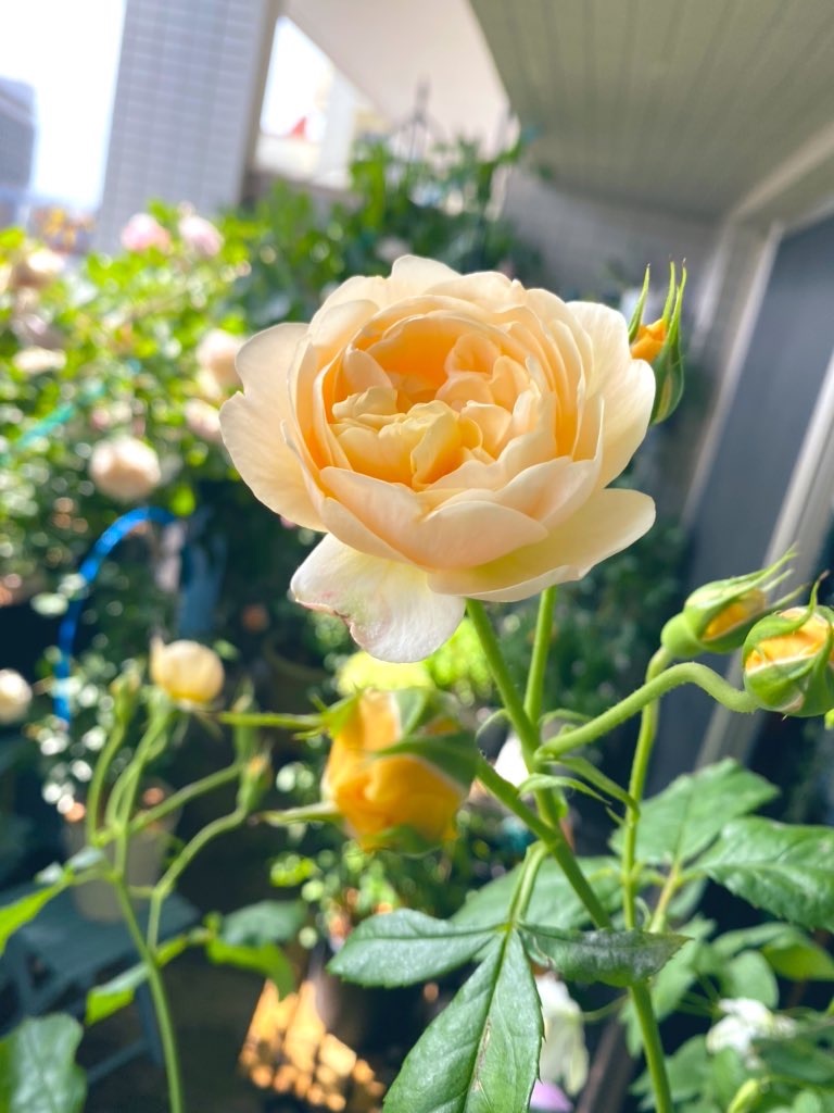 f:id:tef_rose:20200515044245j:image