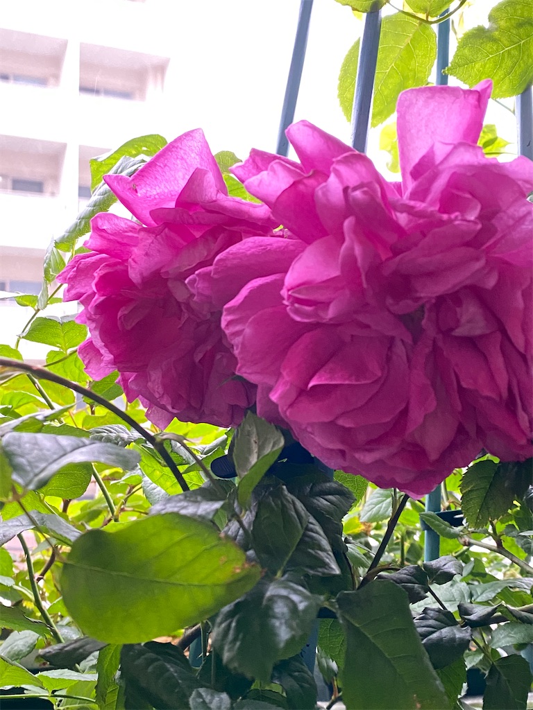 f:id:tef_rose:20200515183424j:image