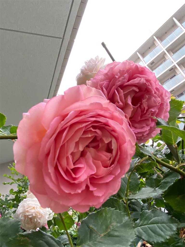 f:id:tef_rose:20200515183608j:image
