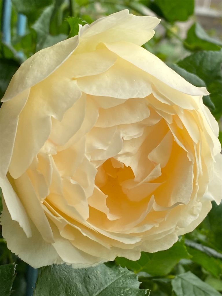 f:id:tef_rose:20200515203708j:image