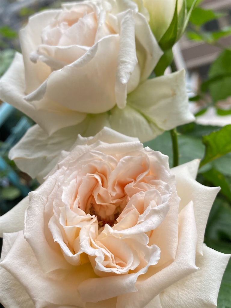 f:id:tef_rose:20200515203715j:image