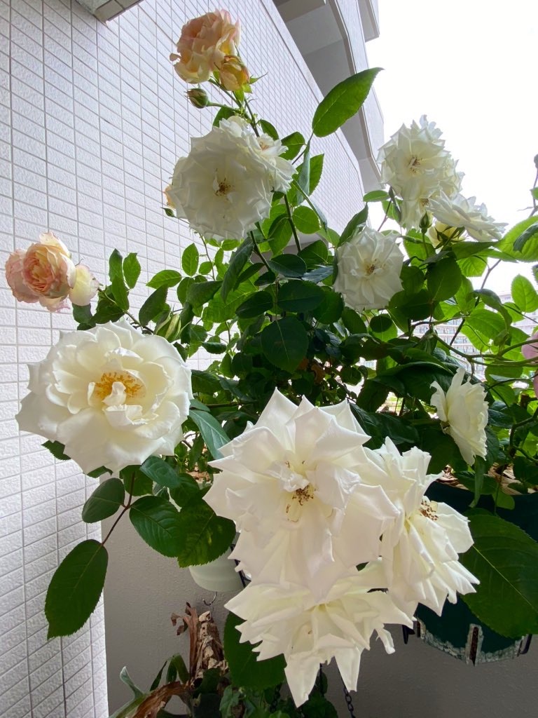 f:id:tef_rose:20200516200856j:image