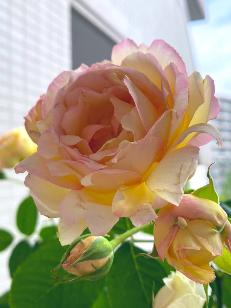 f:id:tef_rose:20200516200859j:image
