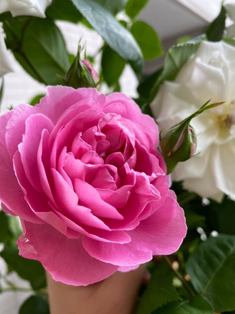 f:id:tef_rose:20200516200909j:image