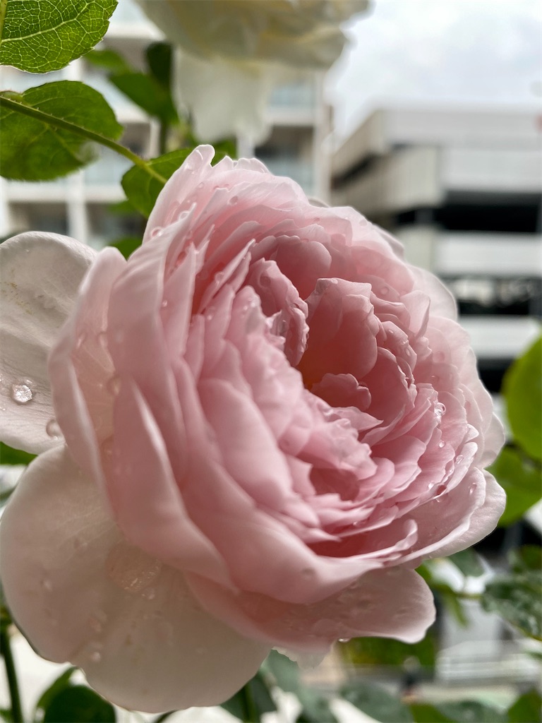 f:id:tef_rose:20200517232636j:image