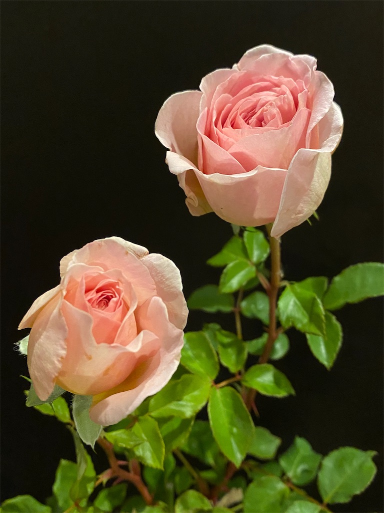 f:id:tef_rose:20200517232646j:image