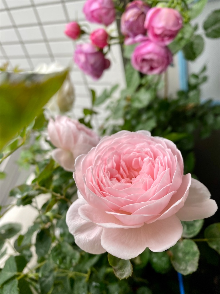 f:id:tef_rose:20200517232649j:image