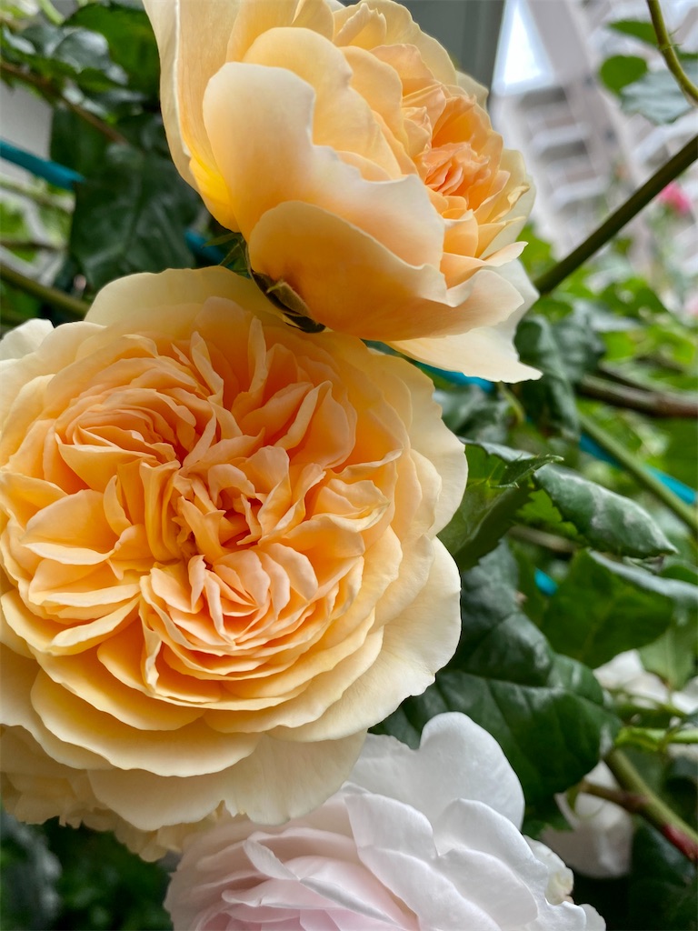 f:id:tef_rose:20200517232655j:image