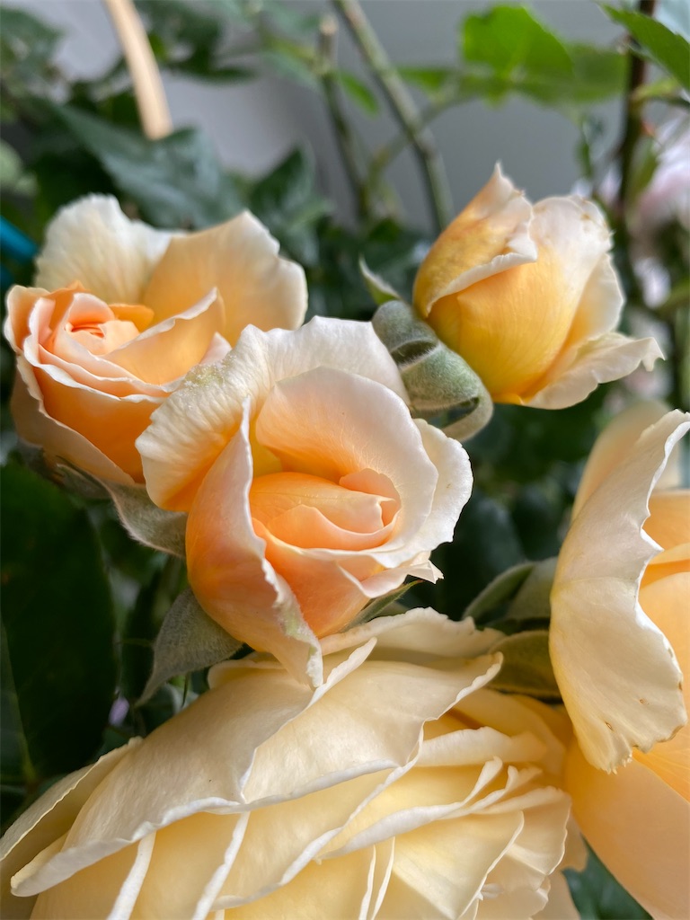 f:id:tef_rose:20200517232706j:image