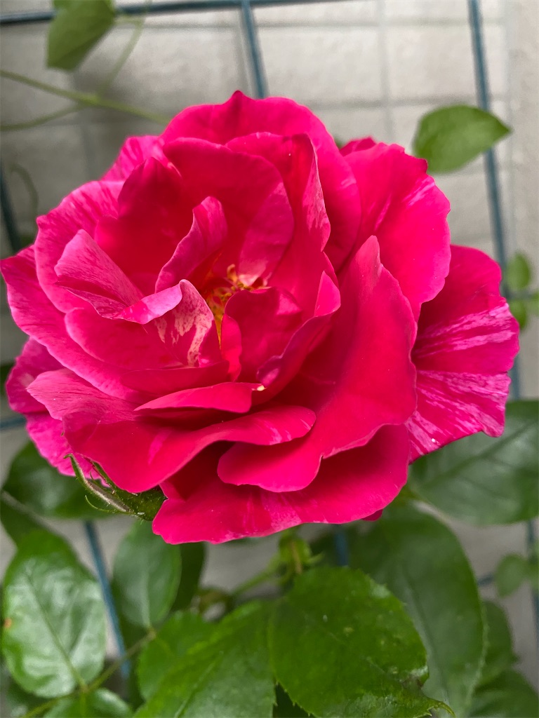 f:id:tef_rose:20200517232712j:image
