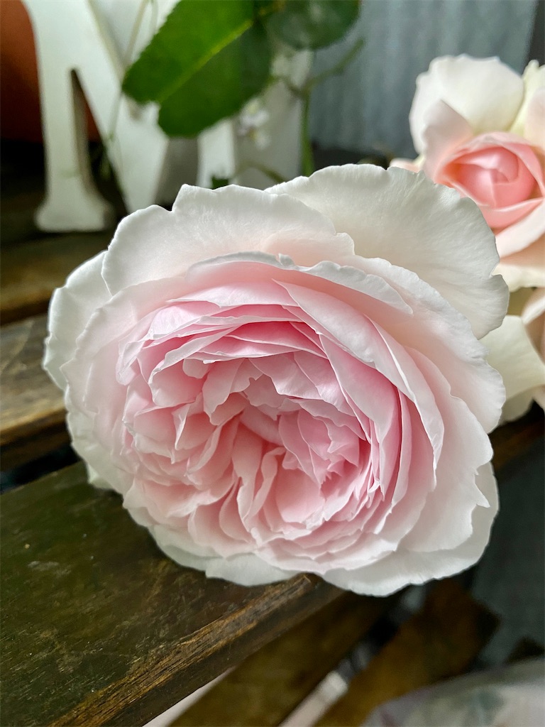 f:id:tef_rose:20200517232722j:image