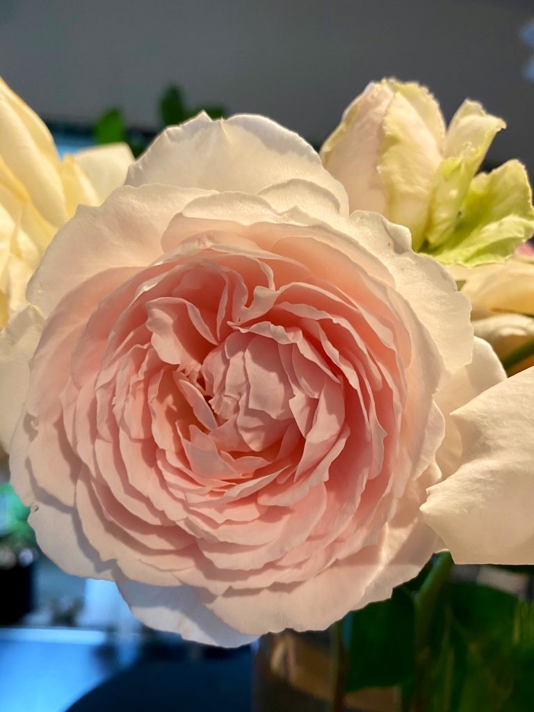 f:id:tef_rose:20200517233738j:image