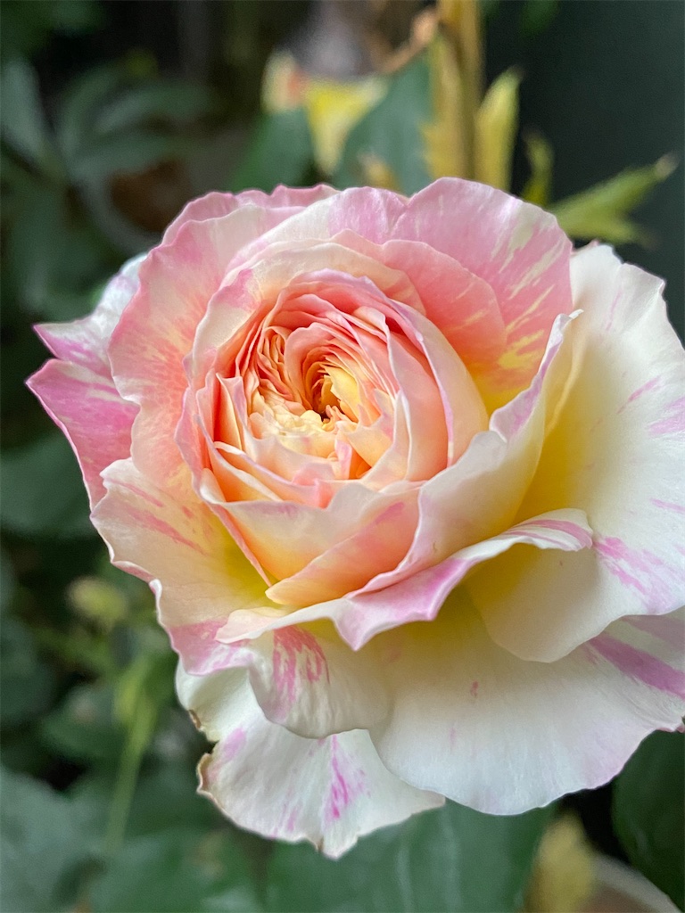 f:id:tef_rose:20200518203036j:image