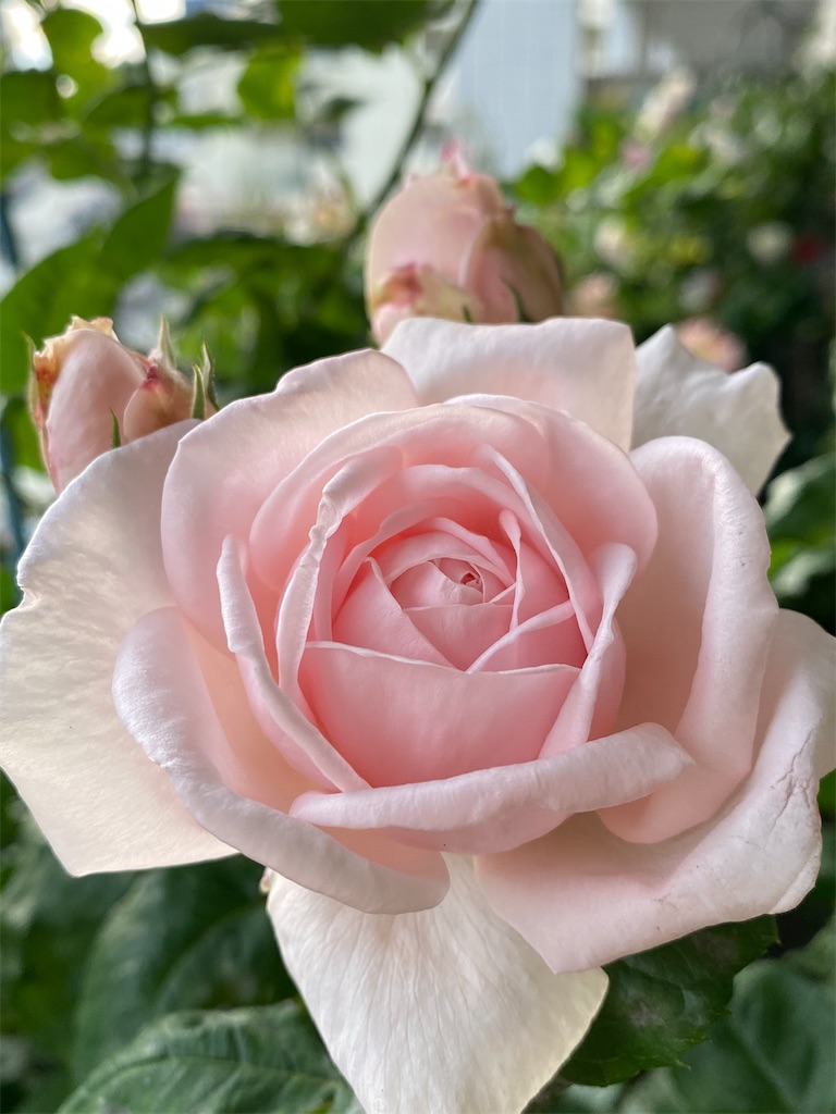 f:id:tef_rose:20200518203039j:image
