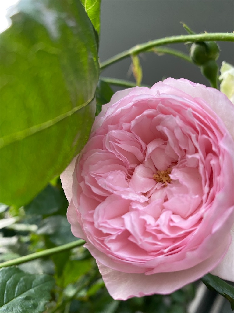 f:id:tef_rose:20200518203052j:image