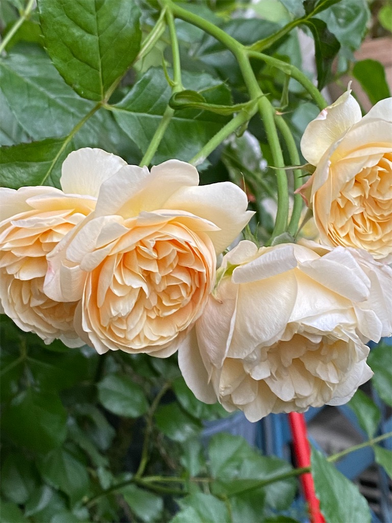 f:id:tef_rose:20200518232420j:image
