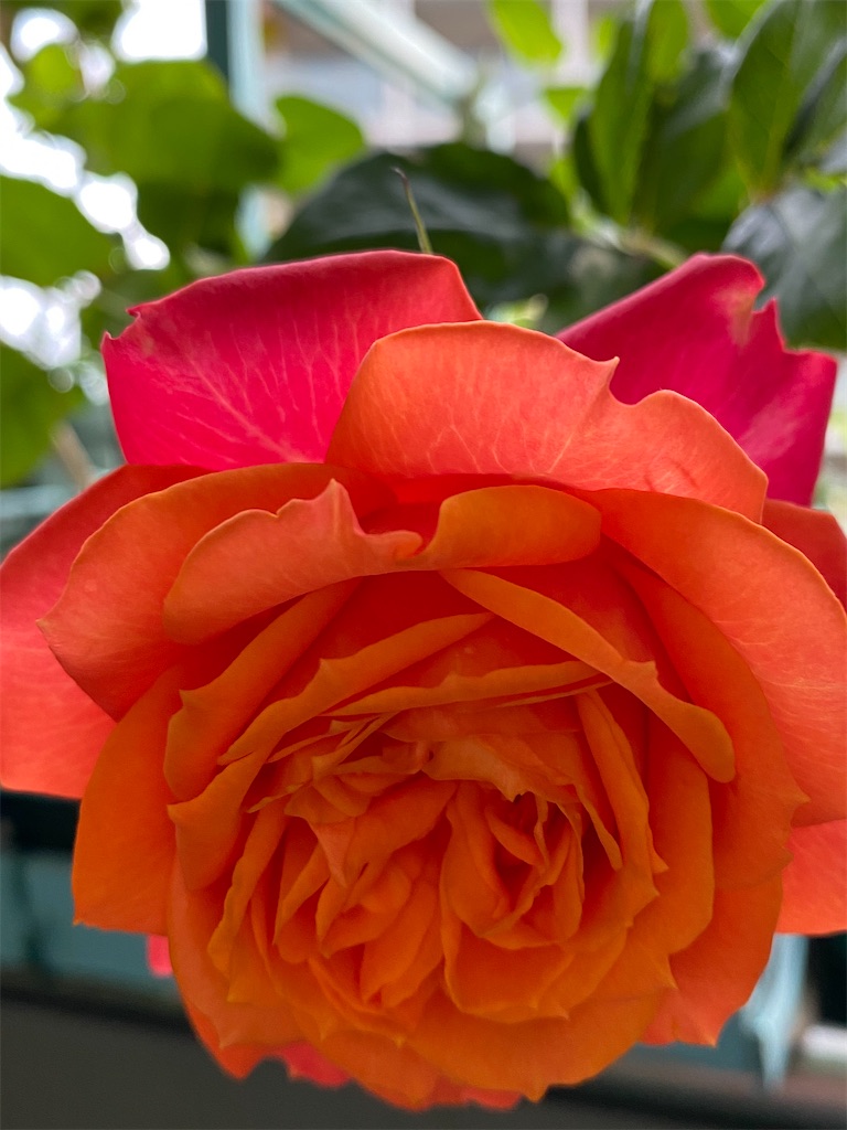 f:id:tef_rose:20200518233845j:image