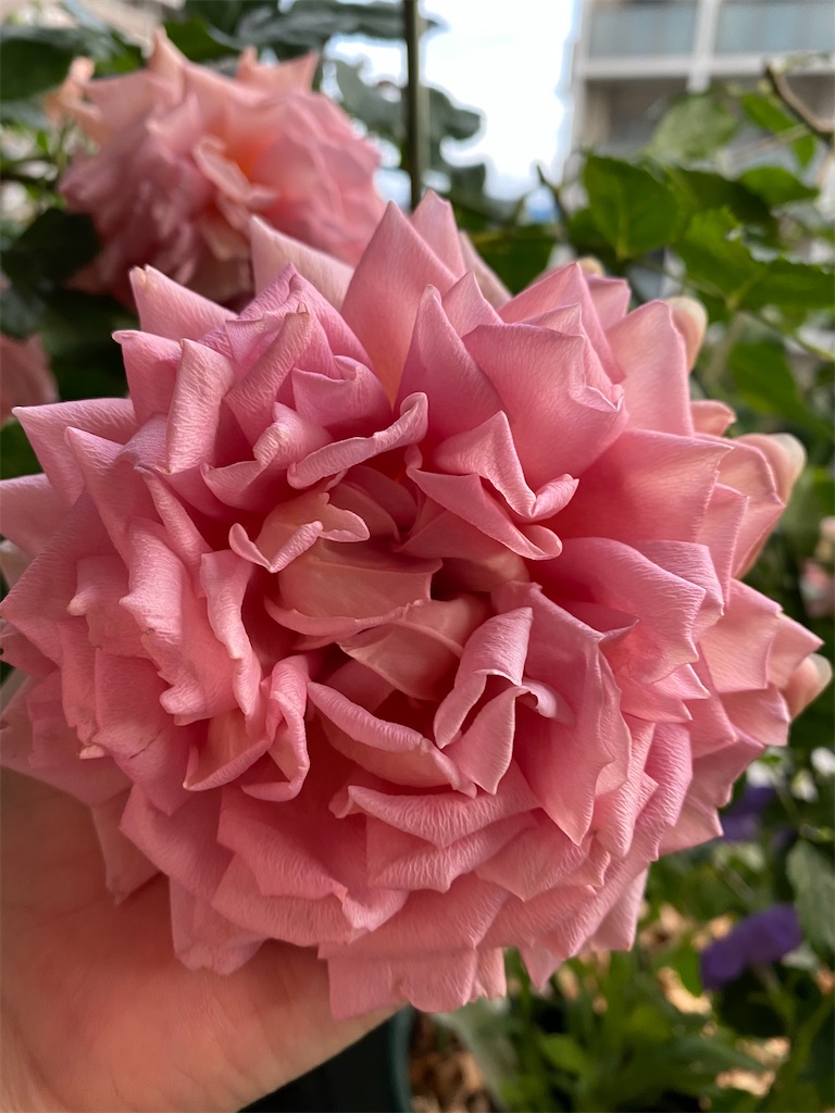 f:id:tef_rose:20200520023336j:image