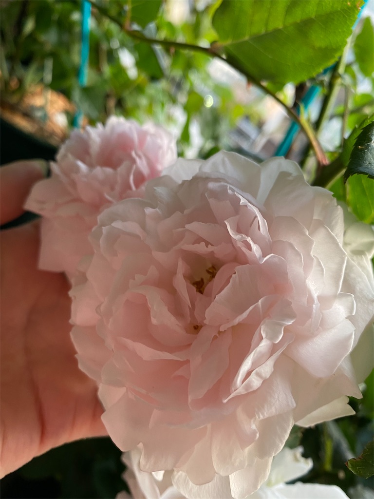 f:id:tef_rose:20200520023340j:image