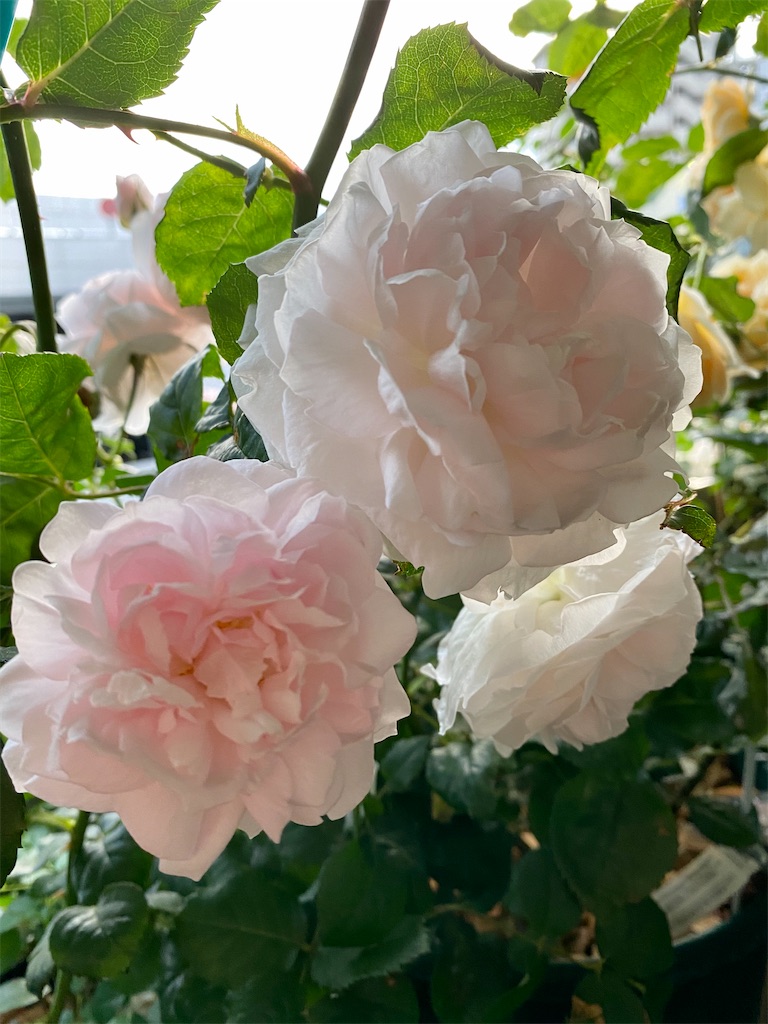 f:id:tef_rose:20200520023343j:image