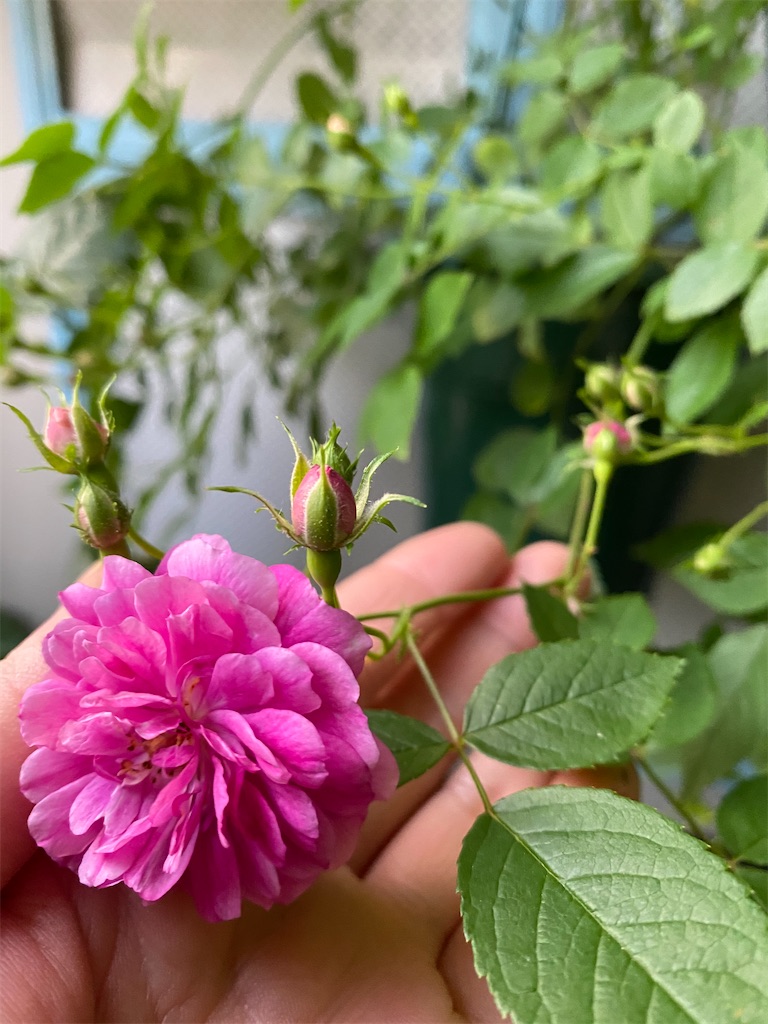 f:id:tef_rose:20200520023347j:image