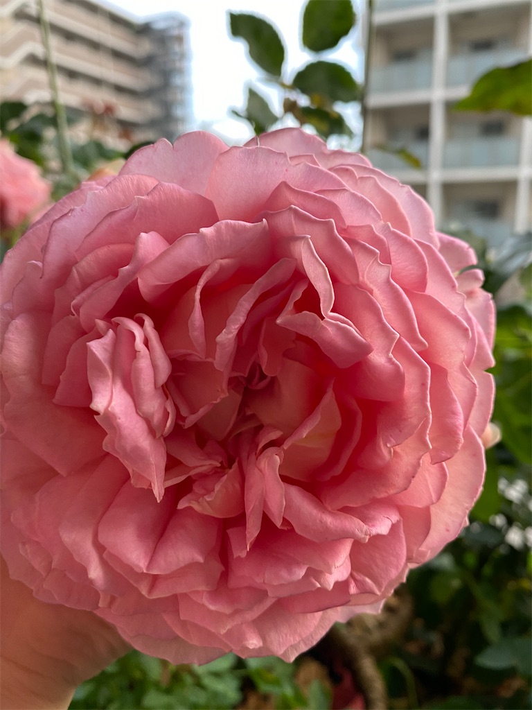 f:id:tef_rose:20200520023350j:image