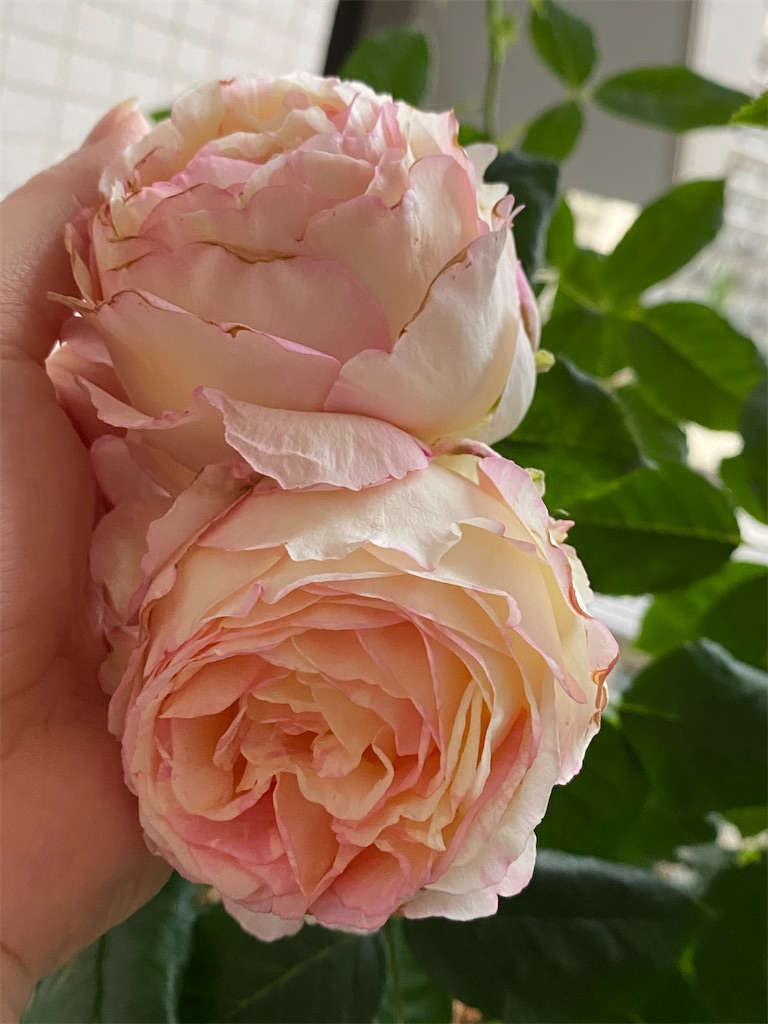 f:id:tef_rose:20200520023357j:image