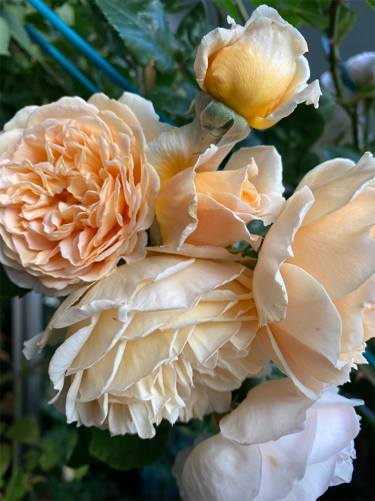 f:id:tef_rose:20200520023405j:image