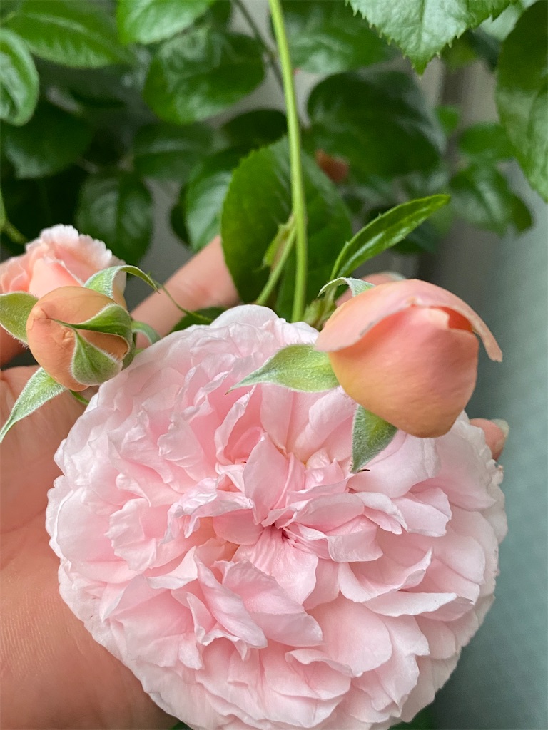 f:id:tef_rose:20200520023409j:image