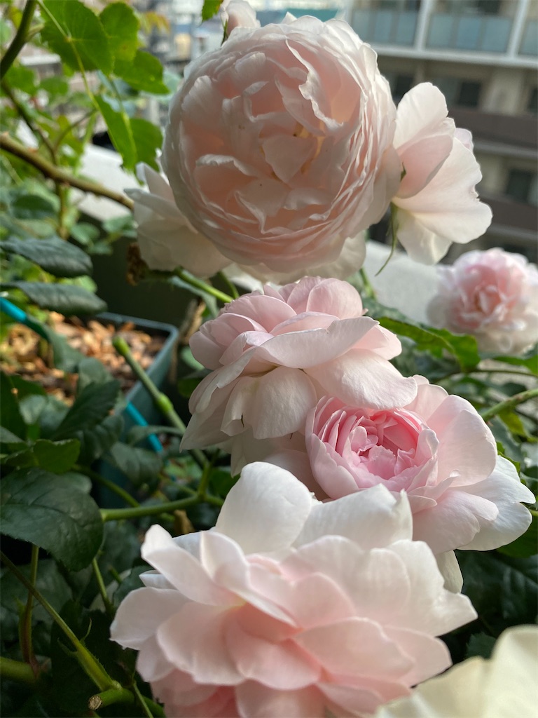 f:id:tef_rose:20200520023420j:image