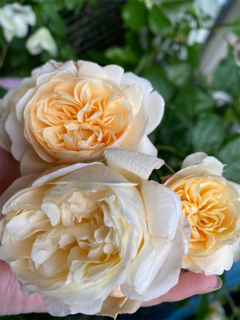 f:id:tef_rose:20200520023425j:image