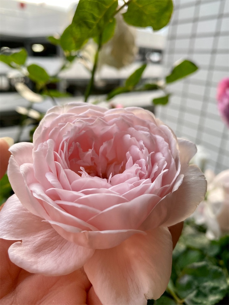 f:id:tef_rose:20200520023441j:image